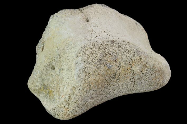 Hadrosaur Foot Bone - Alberta (Disposition #-) #100548